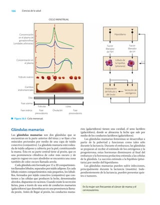 166 Ciencias de la salud
Glándulas mamarias
Las glándulas mamarias son dos glándulas que se
encuentran en la parte anterior del tórax y se ﬁjan a los
músculos pectorales por medio de una capa de tejido
conectivo (conjuntivo). La glándula mamaria está rodea-
da de tejido adiposo y cubierta por la piel, constituyendo
la mama. Ésta en su parte central tiene al pezón, que es
una prominencia cilíndrica de color más oscuro y de
aspecto rugoso en cuyo alrededor se encuentra una zona
también de color oscuro llamada areola.
Cada glándula está formada por 15 a 20 compartimien-
tosllamadoslóbulos,separadosportejidoadiposo.Encada
lóbulo existen compartimientos más pequeños, los lobuli-
llos, formados por tejido conectivo (conjuntivo) que con-
tienen a las células que producen la leche, denominadas
alveolos, dispuestas en racimos. Cuando existe la secreción
láctea, pasa a través de una serie de conductos mamarios
(galactóforos) que desembocan en una prominencia llama-
da pezón. Antes de llegar al pezón, los conductos mama-
rios (galactóforos) tienen una cavidad, el seno lactífero
(galactóforo), donde se almacena la leche que sale por
medio de los conductos lactíferos (galactóforos).
Las glándulas mamarias femeninas se desarrollan a
partir de la pubertad y funcionan como tales sólo
durante la lactancia. Durante el embarazo, las glándulas
se preparan al recibir el estímulo de los estrógenos y la
progesterona; estas hormonas disminuyen al ﬁnal del
embarazo y la hormona prolactina estimula a las células
de la glándula. La succión estimula a la hipóﬁsis (pitui-
taria) por medio del hipotálamo.
Las glándulas mamarias pueden sufrir infecciones,
principalmente durante la lactancia (mastitis). Inde-
pendientemente de la lactancia, pueden presentar quis-
tes o tumores.
CICLO MENSTRUAL
Estrógeno
Progesterona
Días
Fase uterina
Flujo
menstrual
Fase ovárica Fase
preovulatoria
Ovulación Fase
posovulatoria
Sistema porta
Ovarios
Hipotálamo
Lóbulo de
la hipófisis
(pituitaria)
Maduración
del folículo y
del óvulo
Secreción de
estrógenos
Factor
liberador
de FSH
Factor
liberador
de LH
(–)
Folicular Lútea
Concentración
en el plasma de
gonadotrofinas
(unidades arbitrarias)
Concentración en
el plasma
Folículo ovárico
Cambios
endromentriales
Figura 20.3 Ciclo menstrual.
En la mujer son frecuentes el cáncer de mama y el
cervicouterino.
 