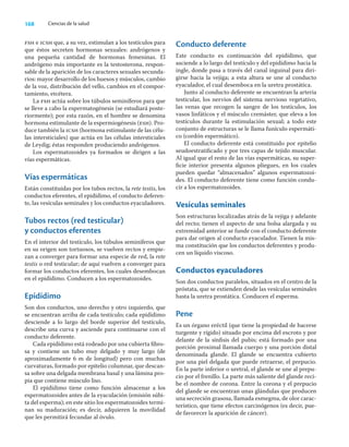 168 Ciencias de la salud
fsh e icsh que, a su vez, estimulan a los testículos para
que éstos secreten hormonas sexuales: andrógenos y
una pequeña cantidad de hormonas femeninas. El
andrógeno más importante es la testosterona, respon-
sable de la aparición de los caracteres sexuales secunda-
rios: mayor desarrollo de los huesos y músculos, cambio
de la voz, distribución del vello, cambios en el compor-
tamiento, etcétera.
La fsh actúa sobre los túbulos seminíferos para que
se lleve a cabo la espermatogénesis (se estudiará poste-
riormente); por esta razón, en el hombre se denomina
hormona estimulante de la espermiogénesis (esh). Pro-
duce también la icsh (hormona estimulante de las célu-
las intersticiales) que actúa en las células intersticiales
de Leydig; éstas responden produciendo andrógenos.
Los espermatozoides ya formados se dirigen a las
vías espermáticas.
Vías espermáticas
Están constituidas por los tubos rectos, la rete testis, los
conductos eferentes, el epidídimo, el conducto deferen-
te, las vesículas seminales y los conductos eyaculadores.
Tubos rectos (red testicular)
y conductos eferentes
En el interior del testículo, los túbulos seminíferos que
en su origen son tortuosos, se vuelven rectos y empie-
zan a converger para formar una especie de red, la rete
testis o red testicular; de aquí vuelven a converger para
formar los conductos eferentes, los cuales desembocan
en el epidídimo. Conducen a los espermatozoides.
Epidídimo
Son dos conductos, uno derecho y otro izquierdo, que
se encuentran arriba de cada testículo; cada epidídimo
desciende a lo largo del borde superior del testículo,
describe una curva y asciende para continuarse con el
conducto deferente.
Cada epidídimo está rodeado por una cubierta ﬁbro-
sa y contiene un tubo muy delgado y muy largo (de
aproximadamente 6 m de longitud) pero con muchas
curvaturas, formado por epitelio columnar, que descan-
sa sobre una delgada membrana basal y una lámina pro-
pia que contiene músculo liso.
El epidídimo tiene como función almacenar a los
espermatozoides antes de la eyaculación (emisión súbi-
ta del esperma); en este sitio los espermatozoides termi-
nan su maduración; es decir, adquieren la movilidad
que les permitirá fecundar al óvulo.
Conducto deferente
Este conducto es continuación del epidídimo, que
asciende a lo largo del testículo y del epidídimo hacia la
ingle, donde pasa a través del canal inguinal para diri-
girse hacia la vejiga; a esta altura se une al conducto
eyaculador, el cual desemboca en la uretra prostática.
Junto al conducto deferente se encuentran la arteria
testicular, los nervios del sistema nervioso vegetativo,
las venas que recogen la sangre de los testículos, los
vasos linfáticos y el músculo cremáster, que eleva a los
testículos durante la estimulación sexual; a todo este
conjunto de estructuras se le llama funículo espermáti-
co (cordón espermático).
El conducto deferente está constituido por epitelio
seudoestratiﬁcado y por tres capas de tejido muscular.
Al igual que el resto de las vías espermáticas, su super-
ﬁcie interior presenta algunos pliegues, en los cuales
pueden quedar “almacenados” algunos espermatozoi-
des. El conducto deferente tiene como función condu-
cir a los espermatozoides.
Vesículas seminales
Son estructuras localizadas atrás de la vejiga y adelante
del recto; tienen el aspecto de una bolsa alargada y su
extremidad anterior se funde con el conducto deferente
para dar origen al conducto eyaculador. Tienen la mis-
ma constitución que los conductos deferentes y produ-
cen un líquido viscoso.
Conductos eyaculadores
Son dos conductos paralelos, situados en el centro de la
próstata, que se extienden desde las vesículas seminales
hasta la uretra prostática. Conducen el esperma.
Pene
Es un órgano eréctil (que tiene la propiedad de hacerse
turgente y rígido) situado por encima del escroto y por
delante de la sínﬁsis del pubis; está formado por una
porción proximal llamada cuerpo y una porción distal
denominada glande. El glande se encuentra cubierto
por una piel delgada que puede retraerse, el prepucio.
En la parte inferior o uretral, el glande se une al prepu-
cio por el frenillo. La parte más saliente del glande reci-
be el nombre de corona. Entre la corona y el prepucio
del glande se encuentran unas glándulas que producen
una secreción grasosa, llamada esmegma, de olor carac-
terístico, que tiene efectos carcinógenos (es decir, pue-
de favorecer la aparición de cáncer).
 