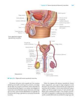 169
Capítulo 20 Sistema reproductor femenino y masculino
El interior del pene está ocupado por tres cuerpos
cilíndricos de tejido eréctil que lo recorren a lo largo;
dos de ellos, los cuerpos cavernosos, están colocados en
la mitad dorsal del órgano y un cuerpo más delgado en
la porción uretral, llamado cuerpo esponjoso, más largo
que los otros, que termina dilatándose en el glande; en
el interior del cuerpo esponjoso se encuentra localizada
la uretra.
Todos los órganos del sistema reproductor tienen
vasos sanguíneos, pero aquí el riego sanguíneo es de
dos tipos: las ramas de la arteria dorsal, que aseguran la
nutrición de los tejidos, y la de otras arterias de mayor
calibre, que llevan sangre al pene, lo que permite que
llegue gran cantidad de sangre a los cuerpos caverno-
sos; éstos se expanden y comprimen las venas disminu-
yendo considerablemente la cantidad de sangre que sale
Corte sagital de los órganos
reproductores masculinos
Conducto deferente
Pene
Vista posterior
Epidídimo
Testículo
Pene
Cuerpo
del pene
Raíz del
pene
Conducto deferente
Uréter
Figura 20.4 Órganos del sistema reproductor masculino.
Intestino grueso
Vesícula seminal
Ampolla del
conducto deferente
Conducto eyaculador
Próstata
Glándula bulbouretral
(de Cowper)
Ano
Epidídimo
Testículo
Escroto
Vejiga urinaria
Sínfisis del pubis
Uretra
Glande del pene
Prepucio
Ampolla del
conducto deferente
Vesícula seminal
Conducto
eyaculador
Glándula
bulbouretral
(de Cowper)
Pilar del pene
(raíz del cuerpo
cavernoso)
Próstata
Vejiga urinaria
Bulbo
del
pene
Uretra
Glande
del pene
Orificio uretra
externo (meato urinario)
 