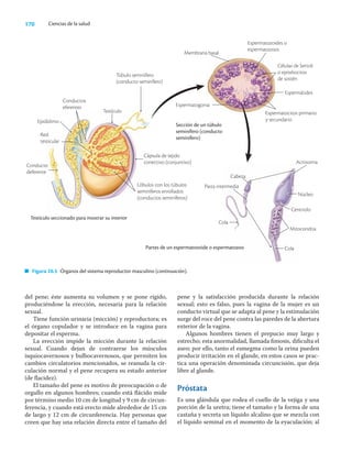 170 Ciencias de la salud
del pene; éste aumenta su volumen y se pone rígido,
produciéndose la erección, necesaria para la relación
sexual.
Tiene función urinaria (micción) y reproductora; es
el órgano copulador y se introduce en la vagina para
depositar el esperma.
La erección impide la micción durante la relación
sexual. Cuando dejan de contraerse los músculos
isquiocavernosos y bulbocavernosos, que permiten los
cambios circulatorios mencionados, se reanuda la cir-
culación normal y el pene recupera su estado anterior
(de ﬂacidez).
El tamaño del pene es motivo de preocupación o de
orgullo en algunos hombres; cuando está ﬂácido mide
por término medio 10 cm de longitud y 9 cm de circun-
ferencia, y cuando está erecto mide alrededor de 15 cm
de largo y 12 cm de circunferencia. Hay personas que
creen que hay una relación directa entre el tamaño del
pene y la satisfacción producida durante la relación
sexual; esto es falso, pues la vagina de la mujer es un
conducto virtual que se adapta al pene y la estimulación
surge del roce del pene contra las paredes de la abertura
exterior de la vagina.
Algunos hombres tienen el prepucio muy largo y
estrecho; esta anormalidad, llamada ﬁmosis, diﬁculta el
aseo; por ello, tanto el esmegma como la orina pueden
producir irritación en el glande, en estos casos se prac-
tica una operación denominada circuncisión, que deja
libre al glande.
Próstata
Es una glándula que rodea el cuello de la vejiga y una
porción de la uretra; tiene el tamaño y la forma de una
castaña y secreta un líquido alcalino que se mezcla con
el líquido seminal en el momento de la eyaculación; al
Testículo seccionado para mostrar su interior
Sección de un túbulo
seminífero (conducto
seminífero)
Partes de un espermatozoide o espermatozoo
Figura 20.5 Órganos del sistema reproductor masculino (continuación).
Cabeza
Pieza intermedia
Cola
Núcleo
Centriolo
Mitocondria
Cola
Acrosoma
Conductos
eferentes
Epidídimo
Red
testicular
Conducto
deferente
Túbulo seminífero
(conducto seminífero)
Cápsula de tejido
conectivo (conjuntivo)
Lóbulos con los túbulos
seminíferos enrollados
(conductos seminíferos)
Testículo
Membrana basal
Espermatozoides o
espermatozoos
Células de Sertoli
o epiteliocitos
de sostén
Espermátides
Espermatocitos primario
y secundario
Espermatogonia
 