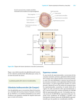 171
Capítulo 20 Sistema reproductor femenino y masculino
Sección transversal de un túbulo seminífero
mostrando varios estadios de la espermatogénesis
Control hormonal de la función testicular
Testosterona
Hipotálamo
Sistema
porta
Factor liberador
de la hormona
FSH
Factor liberador
de la hormona
LH o ICSH
Hipófisis
(pituitaria)
anterior
Inhibición Testículos
Espermato-
génesis
Secreción de
testosterona
Figura 20.6 Órganos del sistema reproductor masculino (continuación).
llegar a una edad avanzada esta glándula puede aumen-
tar de volumen produciendo diﬁcultad para orinar. Es
un sitio frecuente de cáncer.
Esperma o semen
Es una mezcla de espermatozoides y secreciones de las
vesículas seminales, próstata y glándulas bulbouretrales
(de Cowper) tiene aspecto lechoso (secreción prostáti-
ca, que es la más abundante) y mucoso (secreciones de
las vesículas seminales y de las glándulas bulbouretrales
(de Cowper), y su pH es ligeramente alcalino, lo cual le
permite, además de servir de medio de transporte para
los espermatozoides, neutralizar el medio ácido de la
vagina. En cada eyaculación salen aproximadamente 2
mL o más de semen que contiene alrededor de 100 000
000 de espermatozoides por mL. Un hombre que eya-
cula menos de 50 000 000 de espermatozoides por mL
puede tener problemas de fertilidad y aquellos cuya
eyaculación contiene menos de 20 000 000 de esperma-
tozoides por mL pueden ser considerados estériles.
La próstata puede sufrir cáncer en la edad adulta.
Glándulas bulbouretrales (de Cowper)
Son dos glándulas que se encuentran abajo de la prósta-
ta y a los lados de la uretra; tienen el tamaño y la forma
de un chícharo y su conducto desemboca en la uretra.
Producen una pequeña cantidad de líquido lubricante
que se vierte en la uretra.
Vaso sanguíneo
Célula intersticial
Espermatogonia
Célula de Sertoli
Espermatocito primario
en mitosis
Espermatozoide
Espermátide
Luz del túbulo seminífero
Espermatocito secundario
Espermatocito primario
 
