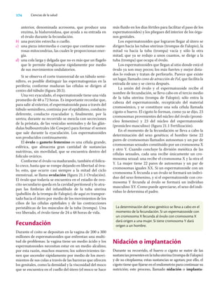 174 Ciencias de la salud
anterior, denominada acrosoma, que produce una
enzima, la hialuronidasa, que ayuda a su entrada en
el óvulo durante la fecundación.
b) una porción estrecha o cuello.
c) una pieza intermedia o cuerpo que contiene nume-
rosas mitocondrias, las cuales le proporcionan ener-
gía.
d) una cola larga y delgada que no es más que un ﬂagelo
que le permite desplazarse rápidamente por medio
de sus movimientos ondulatorios.
Si se observa el corte transversal de un túbulo semi-
nífero, es posible distinguir las espermatogonias en la
periferia; conforme maduran las células se dirigen al
centro del túbulo (ﬁgura 20.5).
Una vez eyaculado, el espermatozoide tiene una vida
promedio de 48 a 72 horas. Es importante recordar que,
para salir al exterior, el espermatozoide pasa a través del
túbulo seminífero, continúa por el epidídimo, conducto
deferente, conducto eyaculador y, ﬁnalmente, por la
uretra; durante su recorrido se mezcla con secreciones
de la próstata, de las vesículas seminales y de las glán-
dulas bulbouretrales (de Cowper) para formar el semen
que sale durante la eyaculación. Los espermatozoides
son producidos continuamente.
El óvulo o gameto femenino es una célula grande,
esférica, que almacena gran cantidad de sustancias
nutritivas, sin movilidad, que se encuentra dentro del
folículo ovárico.
Conforme el óvulo va madurando, también el folícu-
lo crece, hasta que se rompe dejando en libertad al óvu-
lo; esto, que ocurre casi siempre a la mitad del ciclo
menstrual, se llama ovulación (ﬁgura 21.1 Ovulación).
El óvulo que todavía se encuentra en el estadio de ovo-
cito secundario queda en la cavidad peritoneal y lo atra-
pan las ﬁmbrias del infundíbulo de la tuba uterina
(pabellón de la trompa de Falopio); de aquí es transpor-
tado hacia el útero por medio de los movimientos de los
cilios de las células epiteliales y de las contracciones
peristálticas de los músculos de la tuba (trompa). Una
vez liberado, el óvulo tiene de 24 a 48 horas de vida.
Fecundación
Durante el coito se depositan en la vagina de 200 a 300
millones de espermatozoides que enfrentan una multi-
tud de problemas: la vagina tiene un medio ácido y los
espermatozoides necesitan estar en un medio alcalino;
por esta razón, muchos mueren; los sobrevivientes tie-
nen que ascender rápidamente por medio de los movi-
mientos de sus colas a través de las barreras que ofrecen
los genitales, como la densidad y la viscosidad del moco
que se encuentra en el cuello del útero (el moco se hace
más ﬂuido en los días fértiles para facilitar el paso de los
espermatozoides) y los pliegues del interior de los órga-
nos genitales.
Los espermatozoides que lograron llegar al útero se
dirigen hacia las tubas uterinas (trompas de Falopio), la
mitad va hacia la tuba (trompa) vacía y sólo la otra
mitad, que ya se redujo a unos cuantos, se dirige a la
tuba (trompa) que ocupa el óvulo.
Los espermatozoides que llegan al sitio donde está el
óvulo ya son muy pocos; los más fuertes y mejor dota-
dos lo rodean y tratan de perforarlo. Parece que existe
un lugar, llamado cono de atracción de Fol, que facilita la
entrada de uno y se cierra después.
La unión del óvulo y el espermatozoide recibe el
nombre de fecundación, se lleva cabo en el tercio medio
de la tuba uterina (trompa de Falopio); sólo entra la
cabeza del espermatozoide, receptáculo del material
cromosómico, y se constituye una sola célula llamada
cigoto o huevo. El cigoto lo forman, como ya se dijo, 23
cromosomas provenientes del núcleo del óvulo (pronú-
cleo femenino) y 23 del núcleo del espermatozoide
(pronúcleo masculino) (ﬁgura 21.1 Fertilización).
En el momento de la fecundación se lleva a cabo la
determinación del sexo genético; el hombre tiene 22
pares de cromosomas llamados autosomas y un par de
cromosomas sexuales constituido por un cromosoma X
y otro Y. Cuando concluye la división meiótica de las
células sexuales, cada una recibe únicamente un cro-
mosoma sexual: una recibe el cromosoma X y la otra el
Y. La mujer tiene 22 pares de autosomas y un par de
cromosomas iguales XX. Si un espermatozoide con un
cromosoma X fecunda a un óvulo se formará un indivi-
duo del sexo femenino, y si el espermatozoide con cro-
mosoma Y fecunda al óvulo se formará un individuo
masculino XY. Como puede apreciarse, el sexo del indi-
viduo lo determina el padre.
La determinación del sexo genético se lleva a cabo en el
momento de la fecundación. Si un espermatozoide con
un cromosoma X fecunda al óvulo con cromosoma X
dará origen a una mujer. Si tiene cromosoma Y dará
origen a un hombre.
Nidación o implantación
Durante su recorrido, el huevo o cigoto se nutre de las
sustanciaspresentesenlatubauterina(trompadeFalopio)
y de su citoplasma; estas sustancias se agotan; por ello, el
cigoto tiene que ﬁjarse en el endometrio para continuar su
nutrición; este proceso, llamado nidación o implanta-
 
