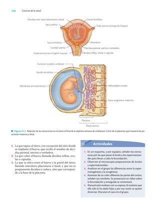 176 Ciencias de la salud
1. La que tapiza al útero, con excepción del sitio donde
se implantó el huevo, que recibe el nombre de deci-
dua parietal, uterina o verdadera.
2. La que cubre al huevo, llamada decidua reﬂeja, ovu-
lar o capsular.
3. La que se ubica entre el huevo y la pared del útero,
llamada interútero-placentaria o basal, y que no es
propiamente decidua o caduca, sino que correspon-
de a la base de la placenta.
Funículo (cordón) umbilical
Membrana amniocoriónica
Placenta
Pared uterina
Figura 21.2 Relación de las estructuras en el útero al final de la séptima semana de embarazo. Corte de la placenta que muestra las po-
siciones materna y fetal.
Actividades
1. En un esquema, y por equipos, señalen las estruc-
turas por las que pasan el óvulo y los espermatozoi-
des para llevar a cabo la fecundación.
2. Observen al microscopio preparaciones de óvulos
y espermatozoides.
3. Analicen en el grupo las diferencias entre la esper-
matogénesis y la ovogénesis.
4. Iluminen de un color diferente las partes del corion;
señalen sus nombres. Se proyectará un video sobre
la fecundación y enseguida se comentará.
5. Manuel está molesto con su esposa; él sostiene que
ella sólo le ha dado hijas y por esa razón se quiere
divorciar. Discutan el caso en el grupo.
Decidua inter útero-placentaria o basal
Saco vitelino
Saco amniótico
Cavidad uterina
Canal cervical con el tapón mucoso
Corion frondoso
Tuba uterina (trompa de Falopio)
Miometrio
Decidua parietal, uterina o verdadera
Decidua refleja, ovular o capsular
Líquido amniótico
Vellosidades coriales
Vasos sanguíneos maternos
 