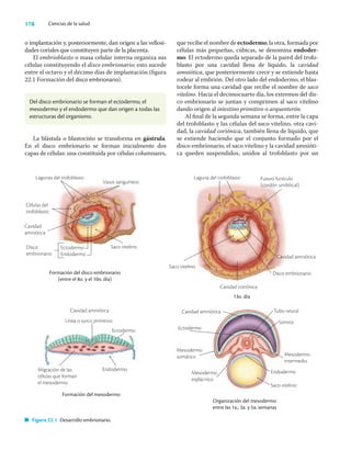 178 Ciencias de la salud
o implantación y, posteriormente, dan origen a las vellosi-
dades coriales que constituyen parte de la placenta.
El embrioblasto o masa celular interna organiza sus
células constituyendo el disco embrionario; esto sucede
entre el octavo y el décimo días de implantación (ﬁgura
22.1 Formación del disco embrionario).
que recibe el nombre de ectodermo; la otra, formada por
células más pequeñas, cúbicas, se denomina endoder-
mo. El ectodermo queda separado de la pared del trofo-
blasto por una cavidad llena de líquido, la cavidad
amniótica, que posteriormente crece y se extiende hasta
rodear al embrión. Del otro lado del endodermo, el blas-
tocele forma una cavidad que recibe el nombre de saco
vitelino. Hacia el decimocuarto día, los extremos del dis-
co embrionario se juntan y comprimen al saco vitelino
dando origen al intestino primitivo o arquenterón.
Al ﬁnal de la segunda semana se forma, entre la capa
del trofoblasto y las células del saco vitelino, otra cavi-
dad, la cavidad coriónica, también llena de líquido, que
se extiende haciendo que el conjunto formado por el
disco embrionario, el saco vitelino y la cavidad amnióti-
ca queden suspendidos, unidos al trofoblasto por un
Del disco embrionario se forman el ectodermo, el
mesodermo y el endodermo que dan origen a todas las
estructuras del organismo.
La blástula o blastocisto se transforma en gástrula.
En el disco embrionario se forman inicialmente dos
capas de células: una constituida por células columnares,
Formación del disco embrionario
(entre el 8o. y el 10o. día)
Disco
embrionario
Ectodermo
Endodermo Cavidad amniótica
13o. día
Formación del mesodermo
Cavidad amniótica
Organización del mesodermo
entre las 1a., 3a. y 5a. semanas
Figura 22.1 Desarrollo embrionario.
Laguna del trofoblasto Futuro funículo
(cordón umbilical)
Disco embrionario
Cavidad coriónica
Saco vitelino
Lagunas del trofoblasto
Vasos sanguíneos
Células del
trofoblasto
Cavidad
amniótica
Saco vitelino
Línea o surco primitivo
Ectodermo
Endodermo
Migración de las
células que forman
el mesodermo
Cavidad amniótica
Ectodermo
Tubo neural
Somita
Mesodermo
intermedio
Endodermo
Saco vitelino
Mesodermo
somático
Mesodermo
esplácnico
 