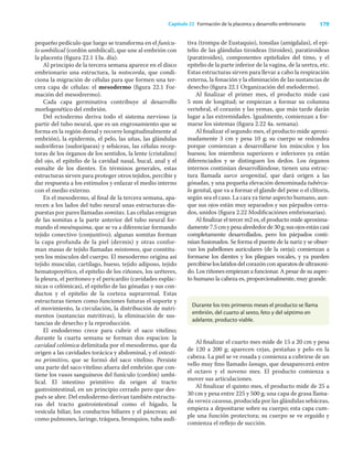 179
Capítulo 22 Formación de la placenta y desarrollo embrionario
pequeño pedículo que luego se transforma en el funícu-
lo umbilical (cordón umbilical), que une al embrión con
la placenta (ﬁgura 22.1 13a. día).
Al principio de la tercera semana aparece en el disco
embrionario una estructura, la notocorda, que condi-
ciona la migración de células para que formen una ter-
cera capa de células: el mesodermo (ﬁgura 22.1 For-
mación del mesodrermo).
Cada capa germinativa contribuye al desarrollo
morfogenético del embrión.
Del ectodermo deriva todo el sistema nervioso (a
partir del tubo neural, que es un engrosamiento que se
forma en la región dorsal y recorre longitudinalmente al
embrión), la epidermis, el pelo, las uñas, las glándulas
sudoríferas (sudoríparas) y sebáceas, las células recep-
toras de los órganos de los sentidos, la lente (cristalino)
del ojo, el epitelio de la cavidad nasal, bucal, anal y el
esmalte de los dientes. En términos generales, estas
estructuras sirven para proteger otros tejidos, percibir y
dar respuesta a los estímulos y enlazar el medio interno
con el medio externo.
En el mesodermo, al ﬁnal de la tercera semana, apa-
recen a los lados del tubo neural unas estructuras dis-
puestas por pares llamadas somitas. Las células emigran
de las somitas a la parte anterior del tubo neural for-
mando el mesénquima, que se va a diferenciar formando
tejido conectivo (conjuntivo); algunas somitas forman
la capa profunda de la piel (dermis) y otras confor-
man masas de tejido llamadas miotomos, que constitu-
yen los músculos del cuerpo. El mesodermo origina así
tejido muscular, cartílago, hueso, tejido adiposo, tejido
hematopoyético, el epitelio de los riñones, los uréteres,
la pleura, el peritoneo y el pericardio (cavidades esplác-
nicas o celómicas), el epitelio de las gónadas y sus con-
ductos y el epitelio de la corteza suprarrenal. Estas
estructuras tienen como funciones futuras el soporte y
el movimiento, la circulación, la distribución de nutri-
mentos (sustancias nutritivas), la eliminación de sus-
tancias de desecho y la reproducción.
El endodermo crece para cubrir el saco vitelino;
durante la cuarta semana se forman dos espacios: la
cavidad celómica delimitada por el mesodermo, que da
origen a las cavidades torácica y abdominal, y el intesti-
no primitivo, que se formó del saco vitelino. Persiste
una parte del saco vitelino afuera del embrión que con-
tiene los vasos sanguíneos del funículo (cordón) umbi-
lical. El intestino primitivo da origen al tracto
gastrointestinal, en un principio cerrado pero que des-
pués se abre. Del endodermo derivan también estructu-
ras del tracto gastrointestinal como el hígado, la
vesícula biliar, los conductos biliares y el páncreas; así
como pulmones, laringe, tráquea, bronquios, tuba audi-
tiva (trompa de Eustaquio), tonsilas (amígdalas), el epi-
telio de las glándulas tiroideas (tiroides), paratiroideas
(paratiroides), componentes epiteliales del timo, y el
epitelio de la parte inferior de la vagina, de la uretra, etc.
Estas estructuras sirven para llevar a cabo la respiración
externa, la fonación y la eliminación de las sustancias de
desecho (ﬁgura 22.1 Organización del melodermo).
Al ﬁnalizar el primer mes, el producto mide casi
5 mm de longitud; se empiezan a formar su columna
vertebral, el corazón y las yemas, que más tarde darán
lugar a las extremidades. Igualmente, comienzan a for-
marse los sistemas (ﬁgura 2.22 4a. semana).
Al ﬁnalizar el segundo mes, el producto mide aproxi-
madamente 3 cm y pesa 10 g; su cuerpo se redondea
porque comienzan a desarrollarse los músculos y los
huesos; los miembros superiores e inferiores ya están
diferenciados y se distinguen los dedos. Los órganos
internos continúan desarrollándose, tienen una estruc-
tura llamada surco urogenital, que dará origen a las
gónadas, y una pequeña elevación denominada tubércu-
lo genital, que va a formar el glande del pene o el clítoris,
según sea el caso. La cara ya tiene aspecto humano, aun-
que sus ojos están muy separados y sus párpados cerra-
dos, unidos (ﬁgura 2.22 Modiﬁcaciónes embrionarias).
Al ﬁnalizar el tercer m2 es, el producto mide aproxima-
damente7.5cmypesaalrededorde30g;susojosestáncasi
completamente desarrollados, pero los párpados conti-
núan fusionados. Se forma el puente de la nariz y se obser-
van los pabellones auriculares (de la oreja); comienzan a
formarse los dientes y los pliegues vocales, y ya pueden
percibirseloslatidosdelcorazónconaparatosdeultrasoni-
do. Los riñones empiezan a funcionar. A pesar de su aspec-
to humano la cabeza es, proporcionalmente, muy grande.
Durante los tres primeros meses el producto se llama
embrión, del cuarto al sexto, feto y del séptimo en
adelante, producto viable.
Al ﬁnalizar el cuarto mes mide de 15 a 20 cm y pesa
de 120 a 200 g; aparecen cejas, pestañas y pelo en la
cabeza. La piel se ve rosada y comienza a cubrirse de un
vello muy ﬁno llamado lanugo, que desaparecerá entre
el octavo y el noveno mes. El producto comienza a
mover sus articulaciones.
Al ﬁnalizar el quinto mes, el producto mide de 25 a
30 cm y pesa entre 225 y 500 g; una capa de grasa llama-
da vernix caseosa, producida por las glándulas sebáceas,
empieza a depositarse sobre su cuerpo; esta capa cum-
ple una función protectora; su cuerpo se ve erguido y
comienza el reﬂejo de succión.
 