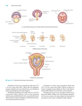 180 Ciencias de la salud
4a. semana (formación de la cavidad celómica y del intestino primitivo)
4a. semana 5a. semana 6a. semana 7a. semana 8a. semana
Modificaciones embrionarias
Membranas embrionarias
Figura 22.2 Desarrollo embrionario (continuación).
Al ﬁnalizar el sexto mes, el producto mide entre 27.5
y 35 cm y pesa entre 560 y 700 g; abre los párpados,
aunque la pupila aún está cubierta por una membrana
opaca que desaparecerá tiempo después.
Al ﬁnalizar el séptimo mes mide entre 31 y 42.5 cm
y pesa entre 1050 y 1360 g; si nace en este momento
tiene buenas posibilidades de vivir; ya puede diferenciar
sabores, llorar, respirar y deglutir. Los testículos comien-
zan el descenso hacia el escroto.
Al ﬁnalizar el octavo mes el producto mide entre
32.5 y 45 cm y pesa entre 2038 y 2265 g; su piel se ve
menos arrugada porque debajo de ella se está deposi-
tando tejido adiposo; los testículos ya descendieron.
Al ﬁnalizar el noveno mes, el producto mide 50 cm y
pesa entre 3000 y 3500 g, se le cayó el lanugo, desapare-
ció la vernix caseosa, las uñas cubren los extremos de
sus dedos y tiene mayor cantidad de tejido adiposo.
Ectodermo
Cavidad amniótica
Saco vitelino
Endodermo
Mesodermo
somático
Mesodermo
esplácnico
Cavidad amniótica
Intestino primitivo
Cavidad celómica
Yema de la extremidad superior
Prominencia
cardiaca
Funículo (cordón
umbilical) Somitas
Esbozo
del brazo Oído
Ojo Mano
Esbozo de la pierna
Capa basal
Saco vitelino
Cavidad amniótica
Amnios
Corion
Cavidad del útero
Vellosidades
Alantoides
Funículo o cordón umbilical
 
