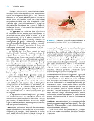 14 Ciencias de la salud
Hasta hace algunos años se consideraba a las rickett-
sias en un grupo aparte debido a que son más pequeñas
que las bacterias y a que, al igual que los virus, crecen en
el interior de una célula viva y sólo pueden cultivarse en
tejidos vivos; sin embargo, tienen las características
estructurales de las bacterias, pero no pueden atravesar
los ﬁltros ﬁnos. Habitualmente viven en los artrópodos
sin producirles alteraciones; por ejemplo, la Rickettsia
prowazekii produce el tifo epidémico, transmitido por
la picadura del piojo.
Las Chlamydiae, que también se desarrollan dentro
de las células, fueron consideradas virus durante un
tiempo, pero su estructura celular es similar a la de las
bacterias aunque carecen de algunos mecanismos que
les impiden producir la energía que necesitan para su
metabolismo. Son agentes causantes de la psitacosis,
una enfermedad de los pájaros que puede ser transmiti-
da al hombre (C. psittaci). Algunos tipos de Chlamydia
trachomatis producen el linfogranuloma venéreo y
otras infecciones genitales.
Las bacterias que viven libres pueden ser cocos
(esféricas), bacilos (bastones) y espirilos (en forma de
espiral). Entre los cocos Gram positivos están los
estreptococos, que tienden a agruparse formando cade-
nas, y los estaﬁlococos, que tienden a agruparse en raci-
mos. Estos cocos provocan infecciones en diversas
partes del organismo. Los neumococos que producen la
neumonía (Streptococcus pneumoniae) son diplococos;
es decir, se acomodan por pares y se agrupan en cade-
nas. Entre los cocos Gram negativos está la Neisseria
gonorrhoeae (causa la gonorrea o blenorragia) que tam-
bién es un diplococo.
Entre los bacilos Gram positivos están el
Corynebacterium diphtheriae (produce la difteria), el
Clostridium tetani (tétanos) y el Clostridium botulinum
(botulismo), que producen las toxinas más activas.
Entre los bacilos Gram negativos están el Haemophilus
ducreyi (produce el chancro blando), el Bordetella per-
tussis (tos ferina), la Salmonella typhi (tifoidea), la
Salmonella paratyphi (paratifoidea), la Shigella dysente-
riae (disentería bacilar) y el Vibrio cholerae (cólera), por
citar algunos.
Los mycoplasmas son microorganismos que no tie-
nen pared celular típica, sus estructuras celulares son
primitivas y sólo tienen membrana, ribosomas y núcleo
procariótico; tal vez son la forma de vida más simple
capaz de ser independiente. Algunos producen neumo-
nía (Mycoplasma pneumoniae).
Virus Son los agentes más pequeños, sólo se observan
con detalle mediante el microscopio electrónico; atravie-
san los ﬁltros de porcelana y no se desarrollan en medios
artiﬁciales de cultivo, de tal manera que para multiplicar-
se necesitan “crecer” dentro de una célula. Contienen
una molécula de ácido nucleico rna o dna cubierto
por una envoltura proteica; la unidad infecciosa se llama
virión. Pueden infectar organismos unicelulares como
micoplasmas, bacterias y organismos pluricelulares. Se
clasiﬁcan de acuerdo con el tipo de ácido nucleico, el
tamaño y la forma, la susceptibilidad a los agentes físicos
y químicos (propiedad o disposición natural o adquirida
para recibir modiﬁcaciones), el modo de transmisión, los
tejidos afectados, etc. Producen diversas enfermedades:
resfriado común, encefalitis, ﬁebre amarilla, hepatitis
infecciosa, inﬂuenza, parotiditis, poliomielitis, rabia,
rubéola, sarampión, viruela, varicela y otras.
Hongos Pertenecen al reino de los protistas superiores,
que comparten la estructura eucariótica con las plantas
y los animales; es decir, tienen un núcleo verdadero.
Son microorganismos no fotosintéticos que usualmen-
te crecen como una masa de ﬁlamentos ramiﬁcados que
se entrelazan (hifas), conocida como micelio. No deben
confundirse con las bacterias miceliales porque éstas
son procarióticas. Producen lesiones leves en la piel
(micosis), como el Trichophyton mentagrophytes que
causa la tiña del cuerpo, o lesiones profundas como el
Histoplasma capsulatum que causa la histoplasmosis.
Ciertos hongos productores de toxinas, al ser ingeridos,
envenenan.
Parásitos A pesar de que los microorganismos estudiados
son parásitos de sus huéspedes (hospederos), la disciplina
biomédica de la parasitología estudia principalmente a los
protozoarios y a los helmintos.
Los protozoarios son unicelulares y pueden clasiﬁcar-
seencuatrogrupos:Mastigophora,Sarcodina,Ciliophora
y Sporozoa.
Figura 4.1 El paludismo es una enfermedad producida por un
protozoario transmitida al hombre por el mosquito anófeles.
 