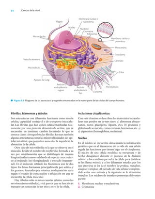 54 Ciencias de la salud
Fibrillas, ﬁlamentos y túbulos
Son estructuras con diferentes funciones como sostén
celular, capacidad contráctil o de transporte intracelu-
lar. Las ﬁbrillas que dan sostén están constituidas bási-
camente por una proteína denominada actina, que se
encuentra en continuo cambio formando lo que se
conoce como citoesqueleto; las ﬁbrillas forman también
algunas estructuras como las microvellosidades del epi-
telio intestinal, que permiten aumentar la superﬁcie de
absorción de la célula.
Otro tipo de microﬁbrilla es la que se observa en el
músculo. Recibe el nombre de mioﬁbrilla, formada a su
vez por mioﬁlamentos que se distribuyen de manera
longitudinal o transversal dando el aspecto característi-
co al músculo: liso (longitudinal) o estriado (transver-
sal). En el músculo estriado los ﬁlamentos son de dos
tipos: los ﬁnos, formados principalmente por actina, y
los gruesos, formados por miosina; su disposición varía
según el estado de contracción o relajación en que se
encuentre la célula muscular.
Hay túbulos sólo en unas cuantas células, como las
nerviosas (neurotúbulos), y tal parece que su función es
transportar sustancias de un sitio a otro de la célula.
Inclusiones citoplásmicas
Con este término se describen los materiales intracelu-
lares que pueden ser de tres tipos: a) alimentos almace-
nados, como glucógeno, lípidos, etc.; b) gránulos y
glóbulos de secreción, como enzimas, hormonas, etc., y
c) pigmentos (hemoglobina, melanina).
Núcleo
En el núcleo se encuentra almacenada la información
genética que en el transcurso de la vida de una célula
regula las funciones que tienen lugar en el citoplasma.
El núcleo de una célula modiﬁca su estructura y de
hecho desaparece durante el proceso de la división
celular; a los cambios que sufre la célula para dividirse
se les llama mitosis, y a los diferentes estados por los
que atraviesa se les da el nombre de profase, metafase,
anafase y telofase. Al periodo de vida celular compren-
dido entre una mitosis y la siguiente se le denomina
interfase. Los núcleos de interfase presentan diferentes
partes:
1. Membrana nuclear o nucleolema
2. Cromatina
Figura 9.2 Diagrama de las estructuras y organelos encontrados en la mayor parte de las células del cuerpo humano.
Microtúbulos
Flagelo
Núcleo
Membrana nuclear o
nucleolema
Nucléolo
Cromatina
Ribosomas
Membrana celular o
plasmática
Mitocondria
Citoplasma
Centríolo
Vesícula secretora
Aparato de Golgi
Microtúbulo
Retículo
endoplásmico
rugoso
Retículo
endoplásmico
liso
Lisosoma
Microtúbulos
Cilios
 