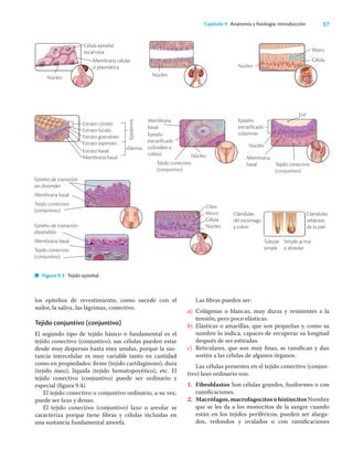 57
Capítulo 9 Anatomía y ﬁsiología: introducción
los epitelios de revestimiento, como sucede con el
sudor, la saliva, las lágrimas, conectivo.
Tejido conjuntivo (conjuntivo)
El segundo tipo de tejido básico o fundamental es el
tejido conectivo (conjuntivo); sus células pueden estar
desde muy dispersas hasta muy unidas, porque la sus-
tancia intercelular es muy variable tanto en cantidad
como en propiedades: ﬁrme (tejido cartilaginoso), dura
(tejido óseo), líquida (tejido hematopoyético), etc. El
tejido conectivo (conjuntivo) puede ser ordinario y
especial (ﬁgura 9.4).
El tejido conectivo o conjuntivo ordinario, a su vez,
puede ser laxo y denso.
El tejido conectivo (conjuntivo) laxo o areolar se
caracteriza porque tiene ﬁbras y células incluidas en
una sustancia fundamental amorfa.
Las ﬁbras pueden ser:
a) Colágenas o blancas, muy duras y resistentes a la
tensión, pero poco elásticas.
b) Elásticas o amarillas, que son pequeñas y, como su
nombre lo indica, capaces de recuperar su longitud
después de ser estiradas.
c) Reticulares, que son muy ﬁnas, se ramiﬁcan y dan
sostén a las células de algunos órganos.
Las células presentes en el tejido conectivo (conjun-
tivo) laxo ordinario son:
1. Fibroblastos Son células grandes, fusiformes o con
ramiﬁcaciones.
2. Macrófagos,macrofagocitosohistiocitosNombre
que se les da a los monocitos de la sangre cuando
están en los tejidos periféricos; pueden ser alarga-
dos, redondos y ovalados o con ramiﬁcaciones
Simple acinar
o alveolar
Tubular
simple
Glándulas
del estómago
y colon
Glándulas
sebáceas
de la piel
Membrana celular
o plasmática
Célula epitelial
escamosa
Núcleo Núcleo
Núcleo
Célula
Moco
Dermis
Epidermis
Estrato córneo
Estrato lúcido
Estrato granuloso
Estrato espinoso
Estrato basal
Membrana basal
Membrana
basal
Epitelio
estratificado
cuboideo o
cúbico
Tejido conectivo
(conjuntivo)
Núcleo
Epitelio de transición
sin distender
Membrana basal
Tejido conectivo
(conjuntivo)
Epitelio de transición
distendido
Membrana basal
Tejido conectivo
(conjuntivo)
Cilios
Moco
Célula
Núcleo
Epitelio
estratificado
columnar
Luz
Membrana
basal Tejido conectivo
(conjuntivo)
Núcleo
Figura 9.3 Tejido epitelial.
 