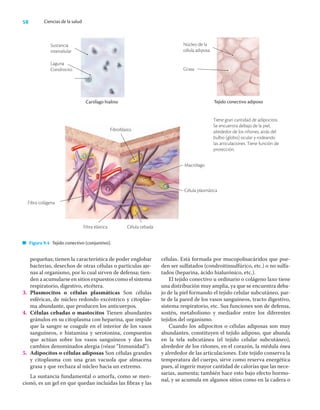 58 Ciencias de la salud
pequeñas; tienen la característica de poder englobar
bacterias, desechos de otras células o partículas aje-
nas al organismo, por lo cual sirven de defensa; tien-
den a acumularse en sitios expuestos como el sistema
respiratorio, digestivo, etcétera.
3. Plasmocitos o células plasmáticas Son células
esféricas, de núcleo redondo excéntrico y citoplas-
ma abundante, que producen los anticuerpos.
4. Células cebadas o mastocitos Tienen abundantes
gránulos en su citoplasma con heparina, que impide
que la sangre se coagule en el interior de los vasos
sanguíneos, e histamina y serotonina, compuestos
que actúan sobre los vasos sanguíneos y dan los
cambios denominados alergia (véase “Inmunidad”).
5. Adipocitos o células adiposas Son células grandes
y citoplasma con una gran vacuola que almacena
grasa y que rechaza al núcleo hacia un extremo.
La sustancia fundamental o amorfa, como se men-
cionó, es un gel en que quedan incluidas las ﬁbras y las
células. Está formada por mucopolisacáridos que pue-
den ser sulfatados (condroitinsulfúrico, etc.) o no sulfa-
tados (heparina, ácido hialurónico, etc.).
El tejido conectivo u ordinario o colágeno laxo tiene
una distribución muy amplia, ya que se encuentra deba-
jo de la piel formando el tejido celular subcutáneo, par-
te de la pared de los vasos sanguíneos, tracto digestivo,
sistema respiratorio, etc. Sus funciones son de defensa,
sostén, metabolismo y mediador entre los diferentes
tejidos del organismo.
Cuando los adipocitos o células adiposas son muy
abundantes, constituyen el tejido adiposo, que abunda
en la tela subcutánea (el tejido celular subcutáneo),
alrededor de los riñones, en el corazón, la médula ósea
y alrededor de las articulaciones. Este tejido conserva la
temperatura del cuerpo, sirve como reserva energética
pues, al ingerir mayor cantidad de calorías que las nece-
sarias, aumenta; también hace esto bajo efecto hormo-
nal, y se acumula en algunos sitios como en la cadera o
Cartílago hialino
Sustancia
intercelular
Laguna
Condrocito
Tejido conectivo adiposo
Núcleo de la
célula adiposa
Grasa
Tiene gran cantidad de adipocitos.
Se encuentra debajo de la piel,
alrededor de los riñones, atrás del
bulbo (globo) ocular y rodeando
las articulaciones. Tiene función de
protección.
Fibroblasto
Macrólago
Célula plasmática
Fibra colágena
Fibra elástica Célula cebada
Figura 9.4 Tejido conectivo (conjuntivo).
 