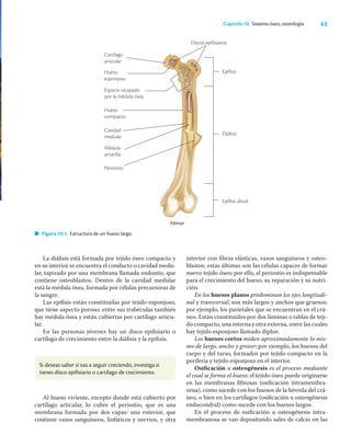 63
Capítulo 10 Sistema óseo, osteología
La diáﬁsis está formada por tejido óseo compacto y
en su interior se encuentra el conducto o cavidad medu-
lar, tapizado por una membrana llamada endostio, que
contiene osteoblastos. Dentro de la cavidad medular
está la médula ósea, formada por células precursoras de
la sangre.
Las epíﬁsis están constituidas por tejido esponjoso,
que tiene aspecto poroso; entre sus trabéculas también
hay médula ósea y están cubiertas por cartílago articu-
lar.
En las personas jóvenes hay un disco epiﬁsiario o
cartílago de crecimiento entre la diáﬁsis y la epíﬁsis.
interior con ﬁbras elásticas, vasos sanguíneos y osteo-
blastos; estas últimas son las células capaces de formar
nuevo tejido óseo; por ello, el periostio es indispensable
para el crecimiento del hueso, su reparación y su nutri-
ción.
En los huesos planos predominan los ejes longitudi-
nal y transversal; son más largos y anchos que gruesos;
por ejemplo, los parietales que se encuentran en el crá-
neo. Están constituidos por dos láminas o tablas de teji-
do compacto, una interna y otra externa, entre las cuales
hay tejido esponjoso llamado diploe.
Los huesos cortos miden aproximadamente lo mis-
mo de largo, ancho y grosor; por ejemplo, los huesos del
carpo y del tarso, formados por tejido compacto en la
periferia y tejido esponjoso en el interior.
Osiﬁcación u osteogénesis es el proceso mediante
el cual se forma el hueso; el tejido óseo puede originarse
en las membranas ﬁbrosas (osiﬁcación intramembra-
nosa), como sucede con los huesos de la bóveda del crá-
neo, o bien en los cartílagos (osiﬁcación u osteogénesis
endocondral) como sucede con los huesos largos.
En el proceso de osiﬁcación u osteogénesis intra-
membranosa se van depositando sales de calcio en las
Cartílago
articular
Hueso
esponjoso
Espacio ocupado
por la médula ósea
Hueso
compacto
Cavidad
medular
Médula
amarilla
Periositio
Fémur
Epífisis
Diáfisis
Epífisis distal
Discos epifisiarios
Figura 10.1 Estructura de un hueso largo.
Si deseas saber si vas a seguir creciendo, investiga si
tienes disco epifisiario o cartílago de crecimiento.
Al hueso viviente, excepto donde está cubierto por
cartílago articular, lo cubre el periostio, que es una
membrana formada por dos capas: una exterior, que
contiene vasos sanguíneos, linfáticos y nervios, y otra
 
