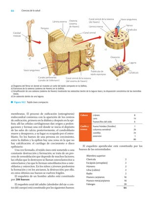 64 Ciencias de la salud
Vasos sanguíneos
Canales perforantes
(canales de Volkmann)
Canal central de la osteona
(del sistema de Havers)
Trabéculas de
tejido esponjoso
a)
b)
Lámina interna
Canal central de la osteona
(de Havers)
Vasos sanguíneos
Nervio
Canalículos
c)
Osteocito
Laguna
Canalículo
d)
membranas. El proceso de osiﬁcación (osteogénesis)
endocondral comienza con la aparición de los centros
de osiﬁcación, primero en la diáﬁsis y después en la epí-
ﬁsis; allí las células cartilaginosas dan origen a prolon-
gaciones y forman una red donde se inicia el depósito
de las sales de calcio; posteriormente, el condroblasto
muere y desaparece, y su lugar es ocupado por el osteo-
blasto. En los huesos de una persona en crecimiento,
entre la diáﬁsis y la epíﬁsis hay una zona en la que no
hay calciﬁcación: el cartílago de crecimiento o disco
epiﬁsiario.
Una vez formado, el tejido óseo está sometido a una
constante destrucción y formación; se trata de un pro-
ceso de remodelación que depende de muchos factores;
las células que lo destruyen se llaman osteoclastocitos u
osteoclastos y las que lo forman osteoblastocitos u oste-
oblastos y osteocitos. En los niños y jóvenes predomina
la formación y en los ancianos, la destrucción; por ello,
en estos últimos sus huesos se vuelven frágiles.
El esqueleto de un hombre adulto está constituido
por 206 huesos:
El esqueleto axial del adulto (alrededor del eje o cen-
tro del cuerpo) está constituido por los siguientes huesos:
Cabeza cráneo 8
cara 14
huesecillos del oído 6
Cuello y
tronco
hueso hioideo (hioides) 1
columna vertebral 26
costillas 24
esternón 1
80
El esqueleto apendicular está constituido por los
huesos de las extremidades:
Miembro superior:
Clavícula 2
Escápula (omoplato) 2
Húmero 2
Ulna (cúbito) 2
Radio 2
Huesos carpianos 16
Huesos metacarpianos 10
Falanges 28
64
a) Diagrama del fémur en donde se muestra un corte del tejido compacto en la diáfisis.
b) Estructura de la osteona (sistema de Havers) en la diáfisis.
c) Amplificación de una osteona (sistema de Havers) mostrando los osteocitos dentro de la laguna ósea y la disposición concéntrica de las laminillas
óseas.
d) Un osteocito dentro de una laguna.
Figura 10.2 Tejido óseo compacto.
Periostio
Lámina externa Osteona
(sistema
de Havers)
Canal central
Cavidad
medular
 