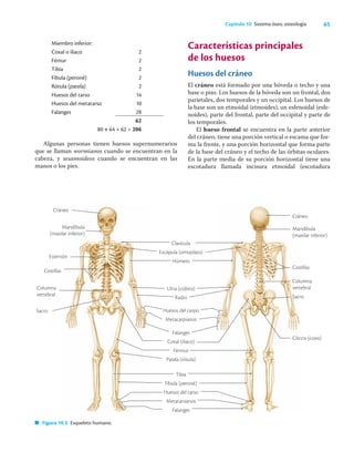 65
Capítulo 10 Sistema óseo, osteología
Miembro inferior:
Coxal o iliaco 2
Fémur 2
Tibia 2
Fíbula (peroné) 2
Rótula (patela) 2
Huesos del tarso 14
Huesos del metatarso 10
Falanges 28
62
80 + 64 + 62 = 206
Algunas personas tienen huesos supernumerarios
que se llaman wormianos cuando se encuentran en la
cabeza, y sesamoideos cuando se encuentran en las
manos o los pies.
Características principales
de los huesos
Huesos del cráneo
El cráneo está formado por una bóveda o techo y una
base o piso. Los huesos de la bóveda son un frontal, dos
parietales, dos temporales y un occipital. Los huesos de
la base son un etmoidal (etmoides), un esfenoidal (esfe-
noides), parte del frontal, parte del occipital y parte de
los temporales.
El hueso frontal se encuentra en la parte anterior
del cráneo, tiene una porción vertical o escama que for-
ma la frente, y una porción horizontal que forma parte
de la base del cráneo y el techo de las órbitas oculares.
En la parte media de su porción horizontal tiene una
escotadura llamada incisura etmoidal (escotadura
Figura 10.3 Esqueleto humano.
Cráneo
Mandíbula
(maxilar inferior)
Esternón
Costillas
Columna
vertebral
Sacro
Clavícula
Escápula (omoplato)
Húmero
Ulna (cúbito)
Radio
Huesos del carpo
Metacarpianos
Falanges
Coxal (iliaco)
Férmur
Patela (rótula)
Tibia
Fíbula (peroné)
Huesos del tarso
Metatarsianos
Falanges
Cráneo
Mandíbula
(maxilar inferior)
Costillas
Columna
vertebral
Sacro
Cóccix (coxis)
 