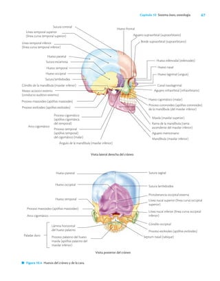 67
Capítulo 10 Sistema óseo, osteología
Proceso estiloideo (apófisis estiloides)
Sutura coronal
Línea temporal superior
(línea curva temporal superior)
Línea temporal inferior
(línea curva temporal inferior)
Hueso parietal
Sutura escamosa
Hueso temporal
Hueso occipital
Sutura lambdoidea
Cóndilo de la mandíbula (maxilar inferior)
Meato acústico externo
(conducto auditivo externo)
Proceso mastoideo (apófisis mastoides)
Maxila (maxilar superior)
Rama de la mandíbula (rama
ascendente del maxilar inferior)
Agujero mentoniano
Mandíbula (maxilar inferior)
Proceso cigomático
(apófisis cigomática
del temporal)
Proceso temporal
(apófisis temporal)
del cigomático (malar)
Arco cigomático
Ángulo de la mandíbula (maxilar inferior)
Visita lateral derecha del cráneo
Hueso frontal
Agujero supraorbital (supraorbitario)
Borde supraorbital (supraorbitario)
Hueso esfenoidal (esfenoides)
Hueso nasal
Hueso lagrimal (unguis)
Canal nasolagrimal
Agujero infraorbital (infraorbitario)
Hueso cigomático (malar)
Proceso coronoideo (apófisis coronoides)
de la mandíbula (del maxilar inferior)
Lámina horizontal
del hueso palatino
Proceso palatino del hueso
maxila (apófisis palatino del
maxilar inferior)
Paladar duro
Visita posterior del cráneo
Sutura sagital
Sutura lambdoidea
Protuberancia occipital externa
Línea nucal superior (línea curva occipital
superior)
Línea nucal inferior (línea curva occipital
inferior)
Cóndilo occipital
Proceso estiloideo (apófisis estiloides)
Septum nasal (tabique)
Figura 10.4 Huesos del cráneo y de la cara.
Hueso parietal
Hueso occipital
Hueso temporal
Proceso mastoideo (apófisis mastoideo)
Arco cigomático
 