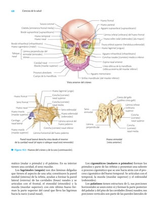 68 Ciencias de la salud
mático (malar o pómulo) y el palatino. En su interior
tienen una cavidad, el seno maxilar.
Los lagrimales (unguis) son dos láminas delgadas
que tienen el aspecto de una uña; constituyen la pared
medial (interna) de la órbita, ayudan a formar la pared
lateral (externa) de las cavidades (fosas) nasales y se
articulan con el frontal, el etmoidal (etmoides) y la
maxila (maxilar superior); con este último hueso for-
man la parte superior del canal que lleva las lágrimas
hacia la nariz (canal nasal).
Los cigomáticos (malares o pómulos) forman los
pómulos y parte de las órbitas y presentan una saliente
o proceso cigomático que se une hacia atrás con el pro-
ceso cigomático del hueso temporal. Se articulan con el
temporal, la maxila (maxilar superior) y el esfenoidal
(esfenoides).
Los palatinos tienen estructura de L; sus porciones
horizontales se unen entre sí y forman la parte posterior
del paladar y del piso de las cavidades (fosas) nasales; sus
porciones verticales son parte de las paredes laterales de
Procesos alveolares
Cuerpo de la mandíbula
Sutura coronal
Glabela (eminencia frontal media)
Borde supraorbital (supraorbitario)
Hueso temporal
Hueso nasal
Borde infraorbital (infraorbitario)
Hueso cigomático (malar)
Tabique
nasal
Lámina perpendicular del
etmoidal (etmoides)
Vómer
Cavidad nasal
Maxila (maxilar superior)
Sínfisis mandibular (del maxilar inferior)
Hueso frontal
Hueso parietal
Agujero supraorbital (supraorbitario)
Lámina orbital (orbitaria) del hueso frontal
Hueso esfen oidal (esfenoides) (ala mayor)
Fisura orbital superior (hendidura esfenoidal)
Hueso lagrimal (unguis)
Agujero infraorbital (infraorbitario)
Conchas nasales (cornetes) medio e inferior
Espina nasal anterior
Línea oblicua de la mandíbula
(oblicua externa del maxilar inferior)
Agujero mentoniano
Hueso etmoidal
(vista anterior)
Vista anterior del cráneo
Hueso frontal
Seno frontal
Hueso nasal
Hueso maxila
(maxilar superior)
Cartílago
nasal lateral
Hueso maxila
(maxilar superior)
Hueso lagrimal (ungis)
Concha (cornete)
nasal superior
Concha (cornete)
nasal media
Seno esfeniodal
Hueso esfeniodal
(esfenoides)
Lámina vertical del
hueso palatino
Concha (cornete) nasal inferior
Lámina horizontal del hueso palatino
Pared nasal lateral derecha vista desde el interior
de la cavidad nasal (el septo o tabique nasal está removido)
Figura 10.5 Huesos del cráneo y de la cara (continuación).
Cresta del gallo
(apófisis crista galli)
Seno
etmoidal
Lámina
perpendicular
Concha
(cornete)
nasal media
Concha
(cornete)
nasal superior
Lámina orbital
(orbitaria
superior
 