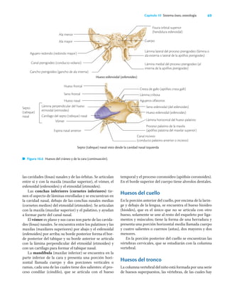 69
Capítulo 10 Sistema óseo, osteología
las cavidades (fosas) nasales y de las órbitas. Se articulan
entre sí y con la maxila (maxilar superior), el vómer, el
esfenoidal (esfenoides) y el etmoidal (etmoides).
Las conchas inferiores (cornetes inferiores) tie-
nen el aspecto de láminas enrolladas y se encuentran en
la cavidad nasal, debajo de las conchas nasales medias
(cornetes medios) del etmoidal (etmoides). Se articulan
con la maxila (maxilar superior) y el palatino, y ayudan
a formar parte del canal nasal.
El vómer es plano y sus caras son parte de las cavida-
des (fosas) nasales. Se encuentra entre los palatinos y las
maxilas (maxilares superiores) por abajo y el esfenoidal
(esfenoides) por arriba; su borde posterior forma el bor-
de posterior del tabique y su borde anterior se articula
con la lámina perpendicular del etmoidal (etmoides) y
con un cartílago para formar el tabique nasal.
La mandíbula (maxilar inferior) se encuentra en la
parte inferior de la cara y presenta una porción hori-
zontal llamada cuerpo y dos porciones verticales o
ramas, cada una de las cuales tiene dos salientes: el pro-
ceso condilar (cóndilo), que se articula con el hueso
temporal y el proceso coronoideo (apóﬁsis coronoides).
En el borde superior del cuerpo tiene alveolos dentales.
Huesos del cuello
En la porción anterior del cuello, por encima de la larin-
ge y debajo de la lengua, se encuentra el hueso hioideo
(hioides), que es el único que no se articula con otro
hueso, solamente se une al resto del esqueleto por liga-
mentos y músculos; tiene la forma de una herradura y
presenta una porción horizontal media llamada cuerpo
y cuatro salientes o cuernos (astas), dos mayores y dos
menores.
En la porción posterior del cuello se encuentran las
vértebras cervicales, que se estudiarán con la columna
vertebral.
Huesos del tronco
La columna vertebral del niño está formada por una serie
de huesos superpuestos, las vértebras, de las cuales hay
Figura 10.6 Huesos del cráneo y de la cara (continuación).
Hueso esfenoidal (esfenoides)
Ala menor
Ala mayor
Agujero redondo (redondo mayor)
Canal pterigoideo (conducto vidiano)
Gancho pterigoideo (gancho de ala interna)
Fisura orbital superior
(hendidura esfenoidal)
Cuerpo
Lámina lateral del proceso pterigoideo (lámina o
ala externa o lateral de la apófisis pterigoides)
Lámina medial del proceso pterigoideo (al
interna de la apófisis pterigoides)
Hueso frontal
Seno frontal
Hueso nasal
Lámina perpendicular del hueso
etmoidal (etmoides)
Cartílago del septo (tabique) nasal
Vómer
Espina nasal anterior
Septo
(tabique)
nasal
Cresta de gallo (apófisis crista galli)
Lámina cribosa
Agujeros olfatorios
Seno esfenoidal (del esfenoides)
Hueso esfenoidal (esfenoides)
Lámina horizontal del hueso palatino
Proceso palatino de la maxila
(apófisis palatina del maxilar superior)
Canal incisivo
(conducto palatino anterior o incisivo)
Septo (tabique) nasal visto desde la cavidad nasal izquierda
 