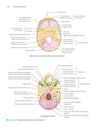 70 Ciencias de la salud
Fosa craneal media (piso
medio de la base del cráneo)
Meato acústico interno
(conducto auditivo interno)
Agujero magno (occipital)
Fosa craneal posterior
(piso posterior de la
base del cráneo)
Base del cráneo vista desde arriba (se removió la bóveda)
Fosa craneal anterior
(piso anterior de
la base del cráneo)
Hueso occipital
Agujero redondo (redondo mayor)
Senos frontales
Cresta de gallo
(apófisis crista galli)
Lámina cribosa
Hueso etmoidal
(etmoides)
Hueso frontal
Agujero óptico
Silla turca
Agujero oval
Agujero espinoso (redondo menor)
Canal carotídeo
Porción escamosa
Porción petrosa
Hueso esfenoidal
(esfenoides)
Ala menor
Ala mayor
Hueso temporal
Vista inferior del cráneo
Agujero espinoso (redondo menor)
Agujero palatino anterior
Agujero palatino posterior
Lámina lateral del proceso pterigoideo
(ala externa de la apófisis pterigoides)
Lámina medial del proceso pterigoideo
(ala interna de la apófisis pterigoides)
Agujero magno (occipital)
Cóndilo occipital
Protuberancia occipital externa
Agujero oval
Meato acústico externo
(conducto auditivo externo)
Maxila (maxilar superior)
Proceso palatino
Lámina horizontal
del hueso palatino
Paladar duro
Gancho pterigoideo (del ala interna)
Vómer
Proceso estiloideo (apófisis estiloides)
Fosa mandibular
Canal carotídeo
Agujero estilomastoideo
Proceso mastoideo (apófisis
mastoides)
Hueso temporal
Hueso occipital
Línea nucal inferior (línea curva occipital
inferior)
Línea nucal superior (línea curva occipital
superior)
Proceso temporal
(apófisis temporal)
Proceso cigomático
(apófisis cigomática)
Arco cigomático
Figura 10.7 Huesos del cráneo y de la cara (continuación).
 