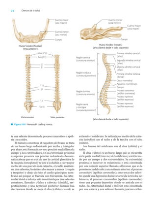 72 Ciencias de la salud
ta una saliente denominada proceso coracoideo o apóﬁ-
sis coracoides.
El húmero constituye el esqueleto del brazo; se trata
de un hueso largo redondeado por arriba y triangular
por abajo; está formado por una porción media llamada
cuerpo y dos extremidades. En su extremidad proximal
o superior presenta una porción redondeada denomi-
nada cabeza que se articula con la cavidad glenoidea de
la escápula (omoplato) y se une a la diáﬁsis o cuerpo por
medio de una porción más estrecha, el cuello anatómi-
co, dos salientes, los tubérculos mayor y menor (troquín
y troquíter) y abajo de éstos el cuello quirúrgico, nom-
brado así porque se fractura con frecuencia. Su extre-
midad distal o inferior está constituida por dos salientes
anteriores, llamadas tróclea y cabecita (cóndilo), res-
pectivamente, y una depresión posterior llamada fosa
olecraneana donde se aloja el ulna (cúbito) cuando se
extiende el antebrazo. Se articula por medio de la cabe-
cita (cóndilo) con el radio y de la tróclea con el ulna
(cúbito).
Los huesos del antebrazo son el ulna (cúbito) y el
radio.
El ulna (cúbito) es un hueso largo que se encuentra
en la parte medial (interna) del antebrazo y está forma-
do por un cuerpo y dos extremidades. Su extremidad
proximal o superior es voluminosa y está constituida
por una saliente superior llamada olécranon que es la
prominencia del codo y una saliente anterior, el proceso
coronoideo (apóﬁsis coronoides); entre estas dos salien-
tes queda una depresión donde se articula la tróclea del
húmero; el proceso coronoideo (apóﬁsis coronoides)
tiene una pequeña depresión donde se articula con el
radio. Su extremidad distal o inferior está constituida
por una cabeza y una saliente llamada proceso estiloi-
Cuerno mayor
(asta mayor)
Cuerno menor
(asta menor)
Cuerpo
Hueso hioideo (hioides)
(Vista anterior)
Hueso hioideo (hioides)
(Vista lateral desde el lado izquierdo)
Cuerno menor
(asta menor)
Cuerno mayor
(asta mayor)
Cuerpo
Vista anterior Vista posterior
Primera vértebra cervical
(atlas)
Segunda vértebra cervical
(atlas)
Séptima vértebra cervical
(atlas)
Primera vértebra torácica
(dorsal)
Disco invertebral
Agujeros invertebrales
Cuerpo
Proceso transverso
(apófisis transversa)
Proceso espinoso
(apófisis espinosa)
Proceso espinoso
(apófisis espinosa)
Región cervical
(curvatura anterior)
Región torácica
(curvatura posterior)
Región lumbar
(curvatura anterior)
Región sacra
y coccígea
(curvatura posterior)
(Vista lateral desde el lado izquierdo)
Figura 10.8 Huesos del cuello y tronco.
Atlas (C1)
C7
Axis (C2)
Sacro
T1
T12
L1
L5
 