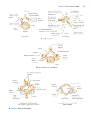 73
Capítulo 10 Sistema óseo, osteología
Figura 10.9 Partes de una vértebra.
Partes de una vértebra
(Vista superior)
Agujero
vertebral
Posterior
Proceso articular
(apófisis articular)
superior
Proceso transverso
(apófisis transversa)
Anterior
Proceso espinoso
(apófisis espinosa)
Lámina
Pedículo
Arco
vertebral
Cuerpo
(Vista lateral)
Quinta vértebra cervical (vista superior)
Faceta
articular
superior
Proceso
(apófisis)
espinoso
Agujero vertebral
Cuerpo
Procesos
(apófisis)
transversos
Lámina
Pedículo
Agujero transverso
Axis (segunda vértebra cervical)
(vista superior y ligeramente posterior)
Proceso espinoso (apófisis
espinosa)
Proceso
transverso
Agujero
transverso
Diente
(apófisis
odontoides)
Arco posterior
Agujero
vertebral
Faceta
articular superior
Cuerpo
Atlas (primera vértebra cervical)
(vista superior)
Faceta articular para la
cabeza de la costilla
Incisura vertebral superior
(escotadura superior
del pedículo)
Faceta articular
para la cabeza
de la costilla
Cuerpo
Proceso espinoso
(apófisis espinosa)
Proceso (apófisis)
articular superior
Faceta articular
superior
Pedículo
Proceso transverso
(apófisis transversa)
Faceta articular para
el tubérculo de la
costilla
Lámina
Proceso (apófisis)
articular inferior
Incisura vertebral inferior
(escotadura inferior del pedículo)
Proceso
transverso
Agujero
transverso
Arco posterior
Agujero
vertebral
Cara o faceta
articular superior
(cavidad glenoidea)
Arco anterior
 