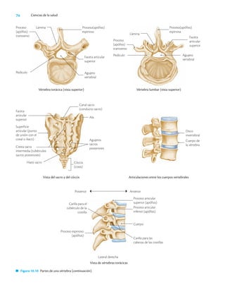 74 Ciencias de la salud
Proceso
(apófisis)
transverso
Lámina
Faceta articular
superior
Pedículo Agujero
vertebral
Proceso(apófisis)
espinoso
Vértebra torácica (vista superior)
Faceta
articular
superior
Vértebra lumbar (vista superior)
Lámina
Proceso
(apófisis)
transverso
Pedículo
Proceso(apófisis)
espinosa
Agujero
vertebral
Disco
invertebral
Articulaciones entre los cuerpos vertebrales
Anterior
Posterior
Proceso articular
superior (apófisis)
Proceso articular
inferior (apófisis)
Cuerpo
Carilla para las
cabezas de las costillas
Lateral derecha
Carilla para el
tubérculo de la
costilla
Proceso espinoso
(apófisis)
Vista de vértebras torácicas
Faceta
articular
superior
Superficie
articular (punto
de unión con el
coxal o iliaco)
Cresta sacra
intermedia (tubérculos
sacros posteriores)
Hiato sacro
Ala
Canal sacro
(conducto sacro)
Agujeros
sacros
posteriores
Cóccix
(coxis)
Vista del sacro y del cóccix
Figura 10.10 Partes de una vértebra (continuación).
Cuerpo de
la vértebra
 