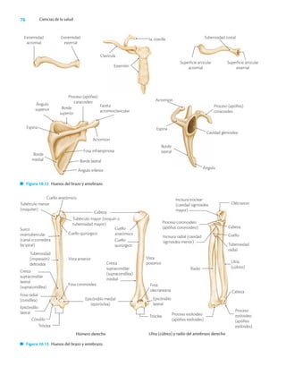 76 Ciencias de la salud
Extremidad
acromial
Extremidad
esternal
1a. costilla
Clavícula
Esternón
Tuberosidad costal
Superficie articular
acromial
Superficie articular
esternal
Proceso (apófisis)
caracoideo
Borde
superior
Ángulo
superior
Espina
Borde
medial
Ángulo inferior
Borde lateral
Fosa infraespinosa
Acromion
Faceta
acromioclavicular
Acromion
Espina
Borde
lateral
Ángulo
Cavidad glenoidea
Proceso (apófisis)
coracoideo
Figura 10.12 Huesos del brazo y antebrazo.
Figura 10.13 Huesos del brazo y antebrazo.
Vista
posterior
Húmero derecho Ulna (cúbito) y radio del antebrazo derecho
Tróclea
Surco
intertubercular
(canal o corredera
bicipital)
Cuello anatómico
Tubérculo menor
(troquíter)
Tuberosidad
(impresión)
deltoidea
Cabeza
Tubérculo mayor (troquín o
tuberosidad mayor)
Cuello quirúrgico
Vista anterior
Fosa coronoidea
Cuello
anatómico
Cuello
quirúrgico
Cresta
supracondilar
lateral
(supracondílea)
Fosa radial
(condílea)
Epicóndilo
lateral
Cóndilo
Tróclea
Epicóndilo medial
(epitróclea)
Fosa
olecraneana
Epicóndilo
lateral
Cresta
supracondilar
(supracondílea)
medial
Incisura troclear
(cavidad sigmoidea
mayor)
Olécranon
Proceso coronoideo
(apófisis coronoideo)
Incisura radial (cavidad
sigmoidea menor)
Cabeza
Cuello
Tuberosidad
radial
Ulna
(cúbito)
Radio
Cabeza
Proceso estiloideo
(apófisis estiloides)
Proceso
estiloideo
(apófisis
estiloides)
 