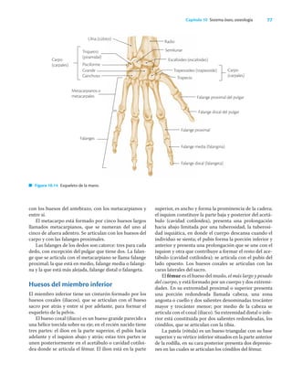 77
Capítulo 10 Sistema óseo, osteología
con los huesos del antebrazo, con los metacarpianos y
entre sí.
El metacarpo está formado por cinco huesos largos
llamados metacarpianos, que se numeran del uno al
cinco de afuera adentro. Se articulan con los huesos del
carpo y con las falanges proximales.
Las falanges de los dedos son catorce: tres para cada
dedo, con excepción del pulgar que tiene dos. La falan-
ge que se articula con el metacarpiano se llama falange
proximal; la que está en medio, falange media o falangi-
na y la que está más alejada, falange distal o falangeta.
Huesos del miembro inferior
El miembro inferior tiene un cinturón formado por los
huesos coxales (iliacos), que se articulan con el hueso
sacro por atrás y entre sí por adelante, para formar el
esqueleto de la pelvis.
El hueso coxal (iliaco) es un hueso grande parecido a
una hélice torcida sobre su eje; en el recién nacido tiene
tres partes: el ilion en la parte superior, el pubis hacia
adelante y el isquion abajo y atrás; estas tres partes se
unen posteriormente en el acetábulo o cavidad cotiloi-
dea donde se articula el fémur. El ilion está en la parte
superior, es ancho y forma la prominencia de la cadera;
el isquion constituye la parte baja y posterior del acetá-
bulo (cavidad cotiloidea), presenta una prolongación
hacia abajo limitada por una tuberosidad, la tuberosi-
dad isquiática, en donde el cuerpo descansa cuando el
individuo se sienta; el pubis forma la porción inferior y
anterior y presenta una prolongación que se une con el
isquion y otra que contribuye a formar el resto del ace-
tábulo (cavidad cotiloidea); se articula con el pubis del
lado opuesto. Los huesos coxales se articulan con las
caras laterales del sacro.
El fémur es el hueso del muslo, el más largo y pesado
del cuerpo, y está formado por un cuerpo y dos extremi-
dades. En su extremidad proximal o superior presenta
una porción redondeada llamada cabeza, una zona
angosta o cuello y dos salientes denominadas trocánter
mayor y trocánter menor; por medio de la cabeza se
articula con el coxal (iliaco). Su extremidad distal o infe-
rior está constituida por dos salientes redondeadas, los
cóndilos, que se articulan con la tibia.
La patela (rótula) es un hueso triangular con su base
superior y su vértice inferior situados en la parte anterior
de la rodilla, en su cara posterior presenta dos depresio-
nes en las cuales se articulan los cóndilos del fémur.
Figura 10.14 Esqueleto de la mano.
Falange proximal
Falange media (falangina)
Falange distal (falangeta)
Ulna (cúbito)
Carpo
(carpales)
Triquetro
(piramidal)
Pisciforme
Grande
Ganchoso
Metacarpianos o
metacarpales
Falanges
Trapecio
Carpo
(carpales)
Falange proximal del pulgar
Falange distal del pulgar
Radio
Semilunar
Escafoideo (escafoides)
Trapezoideo (trapezoide)
 