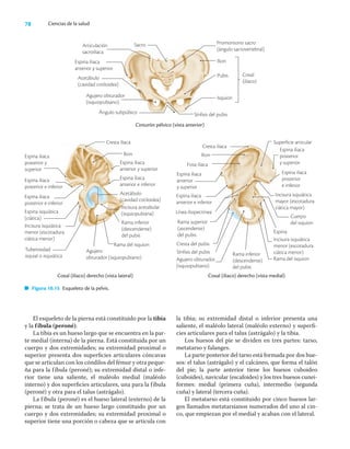 78 Ciencias de la salud
El esqueleto de la pierna está constituido por la tibia
y la fíbula (peroné).
La tibia es un hueso largo que se encuentra en la par-
te medial (interna) de la pierna. Está constituida por un
cuerpo y dos extremidades; su extremidad proximal o
superior presenta dos superﬁcies articulares cóncavas
que se articulan con los cóndilos del fémur y otra peque-
ña para la fíbula (peroné); su extremidad distal o infe-
rior tiene una saliente, el maléolo medial (maléolo
interno) y dos superﬁcies articulares, una para la fíbula
(peroné) y otra para el talus (astrágalo).
La fíbula (peroné) es el hueso lateral (externo) de la
pierna; se trata de un hueso largo constituido por un
cuerpo y dos extremidades; su extremidad proximal o
superior tiene una porción o cabeza que se articula con
la tibia; su extremidad distal o inferior presenta una
saliente, el maléolo lateral (maléolo externo) y superﬁ-
cies articulares para el talus (astrágalo) y la tibia.
Los huesos del pie se dividen en tres partes: tarso,
metatarso y falanges.
La parte posterior del tarso está formada por dos hue-
sos: el talus (astrágalo) y el calcáneo, que forma el talón
del pie; la parte anterior tiene los huesos cuboideo
(cuboides), navicular (escafoides) y los tres huesos cunei-
formes: medial (primera cuña), intermedio (segunda
cuña) y lateral (tercera cuña).
El metatarso está constituido por cinco huesos lar-
gos llamados metatarsianos numerados del uno al cin-
co, que empiezan por el medial y acaban con el lateral.
Sacro
Ángulo subpúbico
Cinturón pélvico (vista anterior)
Articulación
sacroiliaca
Espina iliaca
anterior y superior
Acetábulo
(cavidad cotiloidea)
Agujero obturador
(isquiopubiano)
Promontorio sacro
(ángulo sacrovertebral)
Ilion
Coxal
(iliaco)
Sínfisis del pubis
Pubis
Isquion
Coxal (iliaco) derecho (vista lateral) Coxal (iliaco) derecho (vista medial)
Figura 10.15 Esqueleto de la pelvis.
Cresta iliaca
Ilion
Espina iliaca
anterior y superior
Espina iliaca
anterior e inferior
Acetábulo
(cavidad cotiloidea)
Incisura acetabular
(isquiopubiana)
Espina iliaca
posterior y
superior
Espina iliaca
posterior e inferior
Espina iliaca
posterior e inferior
Espina isquiática
(ciática)
Incisura isquiática
menor (escotadura
ciática menor)
Tuberosidad
isquial o isquiática
Rama del isquion
Agujero
obturador (isquiopubiano)
Rama inferior
(descendente)
del pubis
Superficie articular
Espina iliaca
posterior
y superior
Espina iliaca
posterior
e inferior
Incisura isquiática
mayor (escotadura
ciática mayor)
Cuerpo
del isquion
Espina
Incisura isquiática
menor (escotadura
ciática menor)
Rama del isquion
Cresta iliaca
Ilion
Fosa iliaca
Espina iliaca
anterior
y superior
Espina iliaca
anterior e inferior
Rama superior
(ascendente)
del pubis
Cresta del pubis
Sínfisis del pubis Rama inferior
(descendente)
del pubis
Línea iliopectínea
Agujero obturador
(isquiopubiano)
 