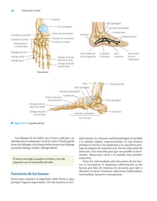 80 Ciencias de la salud
Las falanges de los dedos son 14 para cada pie y su
distribución es semejante a la de la mano. El dedo gordo
tiene dos falanges y los demás dedos tienen tres (falange
proximal, falange media y falange distal).
dad craneal y la columna vertebral protegen el encéfalo
y la médula espinal respectivamente; la caja torácica
protege el corazón y los pulmones y la caja pélvica pro-
tege los órganos de reproducción. Sirven como sitios de
inserción a los músculos para que sea posible el movi-
miento. Almacenan calcio y la médula ósea produce
eritrocitos.
Entre las enfermedades más frecuentes de los hue-
sos se encuentran el raquitismo (deformación en los
huesos por falta de vitamina D, necesaria para ﬁjar o
absorber el calcio), fracturas, infecciones (tuberculosis,
oseomielitis), tumores y osteoporosis.
Vista dorsal
Cuboideo (cuboides)
Cuneiforme lateral
Metatarsianos
o metatarsales
Falange proximal
Falange media
Falange distal
Calcáneo
Talus (astrágalo)
Navicular (escafoides)
Cuneiforme intermedio
Cuneiforme medial
Falange proximal
del primer dedo
Falange distal del
primer dedo
Talus (astrágalo)
Navicular (escafoides)
Cuneiformes
Metatarsianos
Parte lateral
del arco
longitudinal
Arco
transverso
Cuboideo
(cuboides)
Parte medial del
arco longitudinal
Calcáneo
Arcos del pie
Primer metatarsal
(metatarsiano)
Tibia
Talus (astrágalo)
Fíbula (peroné)
Talus (astrágalo)
Calcáneo
Cuboideo (cuboides)
Navicular (escafoides)
Cuneiforme
Falange proximal
del primer dedo
Falange distal del
primer dedo
Figura 10.17 Esqueleto del pie.
El hueso más largo y pesado es el fémur y los más
pequeños son los huesecillos del oído.
Funciones de los huesos
Sirven para sostener al organismo, darle forma y para
proteger órganos importantes. De esta manera, la cavi-
 