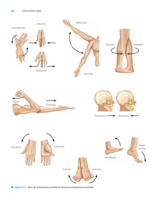 84 Ciencias de la salud
Circunducción
Aducción
Abducción
Abducción
Aducción
Extensión
Flexión
Pronación Supinación Flexión
plantar
Dorsiflexión
Rotación
Rotación
Eversión Inversión
Protracción Retracción
Figura 11.2 Tipos de movimientos posibles en diversas articulaciones sinoviales.
 