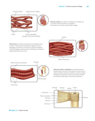 89
Capítulo 12 Sistema muscular, miología
Músculo cardiaco Sus células son cilíndricas y estriadas, con
un núcleo central. Se ramifican y entrelazan.
Se localizan en el corazón, que bombea la sangre.
Músculo liso Sus células son fusiformes, el citoplasma es liso
y tiene un núcleo central. Se localiza en órganos como el
estómago y el intestino. Su función es involuntaria: regula el
tamaño de órganos, permite el paso de fluidos por conductos,
regula el paso de la luz en el ojo.
Músculo estriado o esquelético Sus células presentan
bandas claras y oscuras en forma alterna, lo que les da un
aspecto estriado, tiene forma cilíndrica y muchos núcleos
localizados en la periferia. Se fijan a los huesos y realizan
el movimiento del cuerpo. Su control es voluntario.
Endomosio
Fibras musculares
Fascículo
Perimisio
Perimisio Epimisio Tendón Hueso
Periostio
Figura 12.1 Tejido muscular.
Núcleo (central) Célula muscular cardiaca
Estrías Discos intercalados
(especial unión entre las células)
Núcleo
Célula muscular lisa
Núcleo (cerca de la periferia) Músculo
Estriaciones
Fibra muscular
Perimisio
 