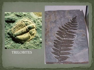 TRILOBITES
