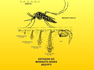 ESTÁGIOS DO MOSQUITO AEDES AEGYPTI 