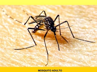 MOSQUITO ADULTO 