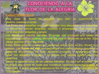 09/08/201010CONOCIENDO  A  LA FLOR  DE  LA  ALEGRIACARACTERISTICAS:Esta clase de flores se extiende muy bien en superficies de madera, paredes o rocas.Las flores son pequeñas con cuatro pétalos muy pequeños y se presentan en diferentes colores: amarillas, rosadas o anaranjadas. Sus hojas son como espadas: delgadas y largas.Los alelíes son plantas bienales. El primer año producen una roseta de hojas que construye reservas alimenticias para el desarrollo de la flor. Esta última aparece al año siguiente.Estas flores también pueden ser perennes sobre todo en los climas muy cálidos. Las flores del alelí son pequeñas con cuatro pétalos pequeños y podemos encontrarlas de color amarillas, rosadas o anaranjadas. Sus hojas son delgadas y largas. Y en climas muy cálidos pueden ser muy perennes.Tienen la característica de ser plantas bienales. Es decir en el primer año se forma una roseta de hojas que constituye reservas alimenticias para el desarrollo. Y al año siguiente aparece la flor. Pueden alcanzar una altura de 12 pulgadas.