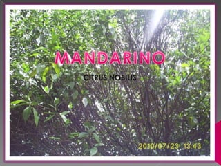 MANDARINOCITRUS NOBILIS