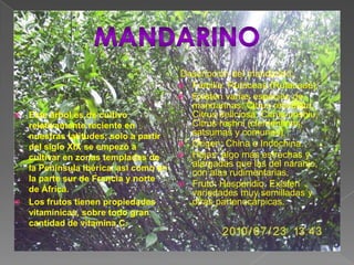MANDARINODescripción del mandarino: Familia: Rutáceas (Rutaceae).Existen varias especies de mandarinas: Citrus reticulata, Citrus deliciosa, Citrus unshiu, Citrus reshni (clementinas, satsumas y comunes). Origen: China e Indochina. Hojas: algo más estrechas y alargadas que las del naranjo, con alas rudimentarias.  Fruto: Hesperidio. Existen variedades muy semilladas y otras partenocárpicas.Este árbol es de cultivo relativamente reciente en nuestras latitudes; solo a partir del siglo XIX se empezó a cultivar en zonas templadas de la Península Ibérica, así como en la parte sur de Francia y norte de África.Los frutos tienen propiedades vitamínicas, sobre todo gran cantidad de vitamina C.