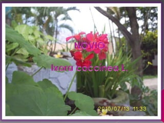 NOVIOIxora coccínea L.