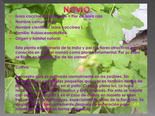 NOVIOIxora coccínea, Rubiaceae = Flor de Isora rojaNombre común: IxoraNombre científico: Ixora coccínea L.Familia: RubiaceaeaNdReA Origen y hábitat natural: Esta planta es originaria de la India y por sus flores atractivas es conocida en todo el mundo como planta ornamental. Por su color se llama en la India "flor de las yamas".Cultivo:En nuestro país es cultivada normalmente en los jardines. Sin embargo hay variedades pequeñas que crecen también dentro de las casas o en macetas en el patio. Crece a plena luz. La Ixora necesita un suelo rico en humus y bien drenado. Por esto se mejora con algo de compost y en el caso de cultivo en maseta se usan frecuentemente fertilizantes, especialmente antes de la floración. Se surgiere podar frecuentemente después de la floración para mantener la planta en forma compacta.