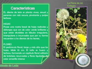 La Flora de mi ColegioEL diente de león es planta vivaz, anual y perenne con raíz oscura, pivotante y pulpa lechosa.HOJASPosee una roseta basal de hojas radicales y oblongas que son de color verde brillante y que están divididas en lóbulos irregulares, triangulares e incurvados que por su forma recuerdan a los dientes de los leones. FLORESEl pedúnculo floral, largo y más alto que las hojas, Mide 10 cm. El tallo es hueco y lechoso, formando un capítulo floral solitario de brácteas recurvadas y flores liguladas de color amarillo intenso. CaracterísticasDiente de León