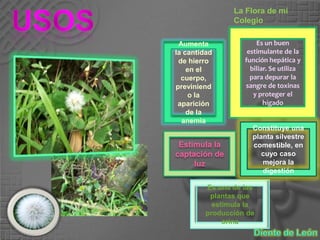 UsosLa Flora de mi ColegioEs un buen estimulante de la función hepática y biliar. Se utiliza para depurar la sangre de toxinas y proteger el hígadoAumenta la cantidad de hierro en el cuerpo, previniendo la aparición de la anemia Constituye una planta silvestre comestible, en cuyo caso mejora la digestiónEstimula la captación de luz Es una de las plantas que estimula la producción de orinaDiente de León