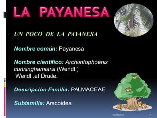 09/08/20107LA   PAYANESAUN  POCO  DE  LA  PAYANESANombre común: Payanesa Nombre científico: Archontophoenix cunninghamiana (Wendl.) Wendl .et Drude.Descripción Familia: PALMACEAESubfamilia: Arecoidea