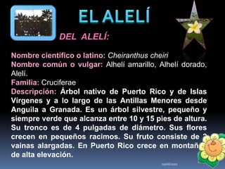 09/08/20109EL ALELÍUN  POCO  DEL  ALELÍ:Nombre científico o latino: Cheiranthus cheiriNombre común o vulgar: Alhelí amarillo, Alhelí dorado, Alelí.Familia: CruciferaeDescripción: Árbol nativo de Puerto Rico y de Islas Vírgenes y a lo largo de las Antillas Menores desde Anguila a Granada. Es un árbol silvestre, pequeño y siempre verde que alcanza entre 10 y 15 pies de altura. Su tronco es de 4 pulgadas de diámetro. Sus flores crecen en pequeños racimos. Su fruto consiste de 2 vainas alargadas. En Puerto Rico crece en montañas de alta elevación.