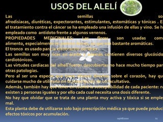 09/08/201011USOS DEL ALELÍLas semillas son afrodisiacas, diuréticas, expectorantes, estimulantes, estomáticas y tónicas . En el tratamiento contra el cáncer se ha empleado una infusión de ellas y vino. Se ha empleado como  antídoto frente a algunos venenos. PROPIEDADES MEDICINALES: Las flores son usadas como alimento, especialmente en postres dulces, ya que son bastante aromáticas.El tronco  es usado para la elaboración del látex.Las semillas son muy ricas en aceite y además contienen diversos glucósidos cardiotónicos.Las virtudes cardiacas del alhelí fueron descubiertas no hace mucho tiempo para otras patologías.Pero al ser una especie que tiene efectos directos sobre el corazón, hay que cuidarse mucho de utilizarla sin la prescripción de un facultativo.Además, también hay que tener en cuenta la susceptibilidad de cada paciente: no existen 2 personas iguales y por ello cada cual necesita una dosis diferente.No hay que olvidar que se trata de una planta muy activa y tóxica si se emplea mal.Esta planta debe de utilizarse solo bajo prescripción médica ya que puede producir efectos tóxicos por acumulación.