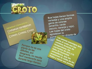 CROTOSus hojas tienen formas variadas y una amplia gama de colores (amarillo, verde oscuro, naranja y rojo). Las hojas del croto agradecen la pulverización directa de agua.Nombre científico: Codiaeum variegatumNombres comunes: Croton, Crotos, CrotoLos peores enemigos que tiene el croto son los cambios bruscos de temperatura, las corrientes de aire y la falta de humedad atmosférica, que les ocasionan la caída de las hojas y secan sus puntas.Aunque no es una planta de las difíciles, por desgracia, no resulta fácil mantenerla sana durante largo tiempo.