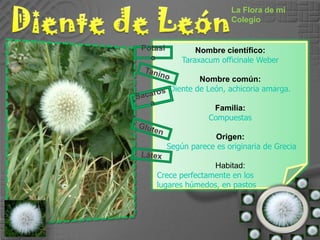 Diente de LeónLa Flora de mi ColegioNombre científico:Taraxacum officinale WeberNombre común:Diente de León, achicoria amarga.Familia:CompuestasOrigen: Según parece es originaria de GreciaHabitad:Crece perfectamente en los lugares húmedos, en pastos PotasioTaninoSacarosaGlutenLátex