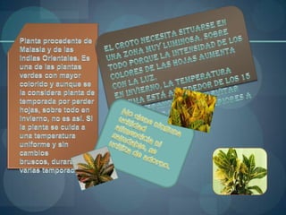 El croto necesita situarse en una zona muy luminosa, sobre todo porque la intensidad de los colores de las hojas aumenta con la luz.En invierno, la temperatura óptima está alrededor de los 15 ºc. En verano se deben evitar las temperaturas superiores a los 25 ºc.Planta procedente de Malasia y de las Indias Orientales. Es una de las plantas verdes con mayor colorido y aunque se la considera planta de temporada por perder hojas, sobre todo en invierno, no es así. Si la planta se cuida a una temperatura uniforme y sin cambios bruscos, durará varias temporadas.No tiene ninguna utilidad alimenticia ni saludable, se utiliza de adorno.