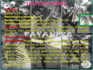 09/08/20108UN POCO SOBRE HABITAT:Costa: 0-200 m.Resistencia a heladas: -2ºCResistencia a la salinidad: resiste 2ª línea de marPreferencias edáficas: fresco, fértil y rico.Utilización: aisladas, alineaciones o macetones en terrazas o interiores bien iluminados. Su mejor exposición es a media sombra.Época de siembra: primavera-verano.Descripción:Posee un tronco esbelto, con anillos más o menos espaciados vestigio de la base de viejas palmas. Posee unas hojas pinnadas, color verde oscuro brillante por ambas caras, miden hasta 3 m. y están arqueadas, en la base de las hojas forma una vaina color marrón que recubre el estipe o “tallo”. Produce Inflorescencias de hasta 50 cm. de largo, muy ramificadas compuestas por flores muy aromáticas color lila y frutos color rojos. 
