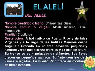 09/08/20109EL ALELÍUN  POCO  DEL  ALELÍ:Nombre científico o latino: Cheiranthus cheiriNombre común o vulgar: Alhelí amarillo, Alhelí dorado, Alelí.Familia: CruciferaeDescripción: Árbol nativo de Puerto Rico y de Islas Vírgenes y a lo largo de las Antillas Menores desde Anguila a Granada. Es un árbol silvestre, pequeño y siempre verde que alcanza entre 10 y 15 pies de altura. Su tronco es de 4 pulgadas de diámetro. Sus flores crecen en pequeños racimos. Su fruto consiste de 2 vainas alargadas. En Puerto Rico crece en montañas de alta elevación.