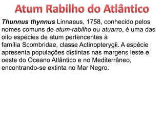 Thunnus thynnus Linnaeus, 1758, conhecido pelos
nomes comuns de atum-rabilho ou atuarro, é uma das
oito espécies de atum pertencentes à
família Scombridae, classe Actinopterygii. A espécie
apresenta populações distintas nas margens leste e
oeste do Oceano Atlântico e no Mediterrâneo,
encontrando-se extinta no Mar Negro.
 