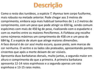 Como o resto dos tunídeos, a espécie T. thynnus tem corpo fusiforme,
mais robusto na metade anterior. Pode chegar aos 3 metros de
comprimento, embora seja mais habitual tamanhos de 1 a 2 metros de
comprimento, com um peso que pode atingir os 650 kg, sendo comum
espécimes com mais de 450 kg de peso, rivalizando com o espadarte e
com os marlins entre os maiores Perciformes. A Fishbase.org recolhe
como números máximos um comprimento de 458 cm e um peso de
684 kg. É a espécie de atum que atinge maiores dimensões.
A face dorsal é de cor azul muito escuro, quase preto, sem marcas de
cor nenhuma. O ventre e os lados são prateados, apresentando pontos
cinzentos que após a morte deixam de ser visíveis.
Apresenta duas barbatanas dorsais, muito juntas, a segunda maior em
altura e comprimento do que a primeira. A primeira barbatana
apresenta 12-14 raios espinhosos e a segunda apenas um raio
espinhoso e 13-15 raios moles.
 